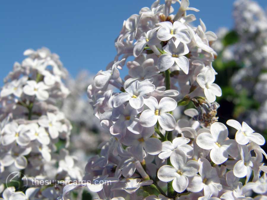 Spring back: Lilacs in bloom at Färjenäs, early in May 2011