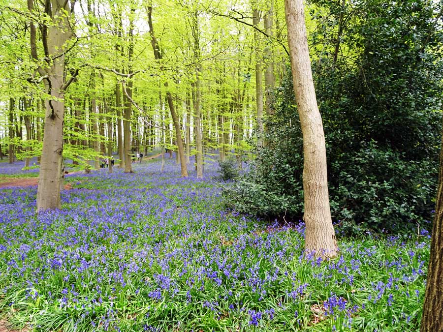 Spring back: Bluebell woods in the English Midlands May 2016