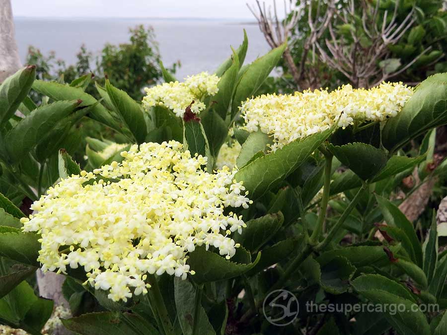 Elder flowers