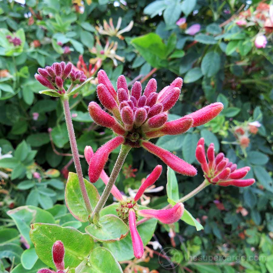 Midsummer: Honeysuckle