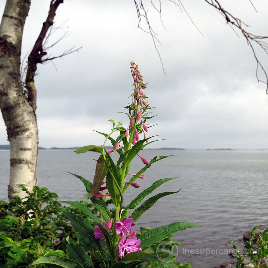 Midsummer: Lupin and horizon