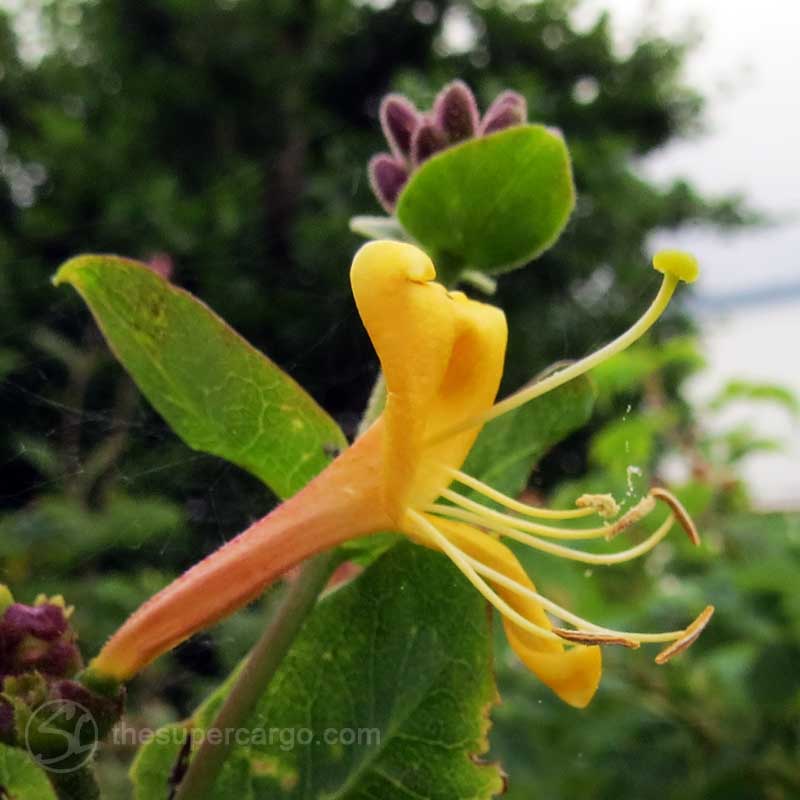 Midummer: Open honeysuckle