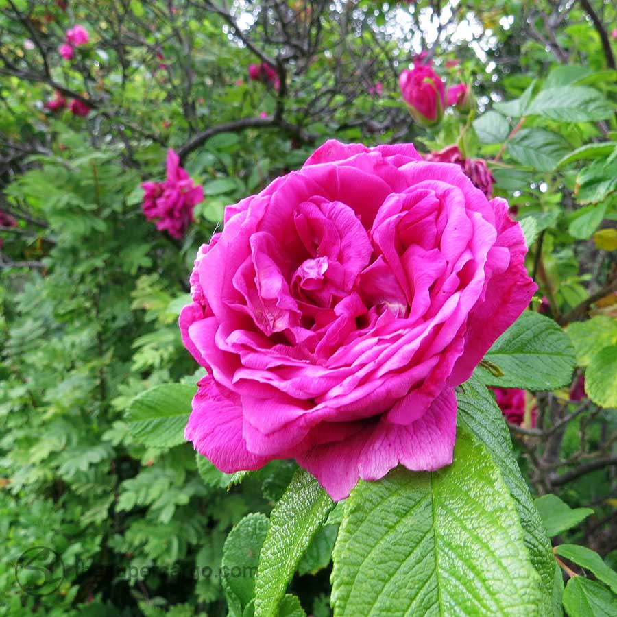 Midsummer: Rose macro