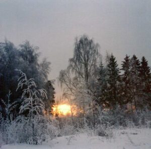 Skiing: Morning sun behind trees