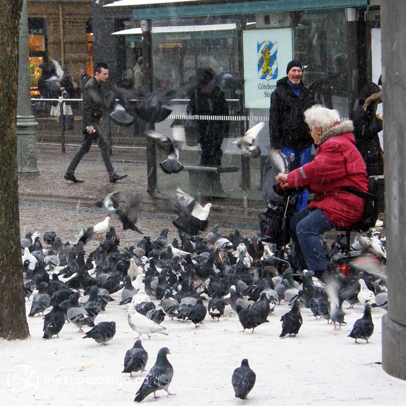 Ice and snow: Feed the birds