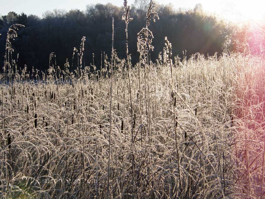 Frosted reeds in backlight