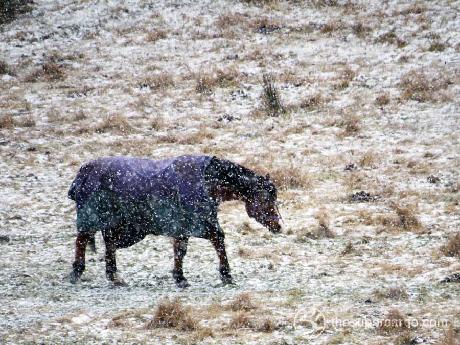 Ice and snow: Horse in falling snow