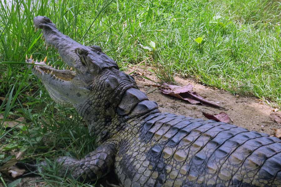 Kakum National Park and Cape Coast