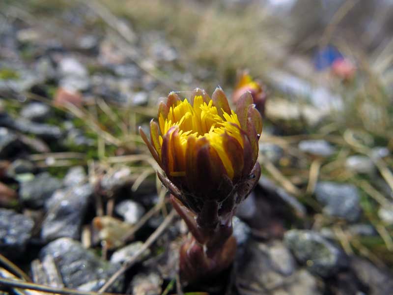 A sign of spring: Tussilago (coltsfoot) opening