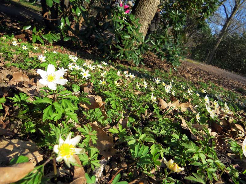 A later sign of spring: vitsippor (wood anemones)