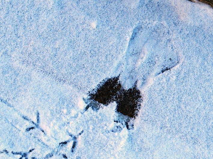 Imprint in snow of a bird with the track of the bird's feet leading away. Photographed 13th February 2013.