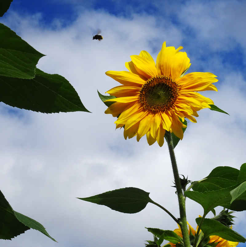 A bee in flight beside a full, yellow sunflower head against a lightly clouded blue sky