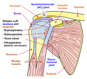 Diagram of the human schoulder joint